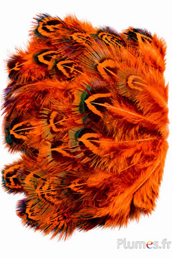 Fagiano dorato - 5-8 cm - menta-arancione